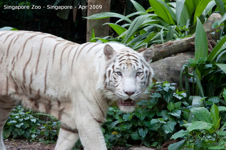 20090423_Singapore Zoo _76 of 97_.jpg